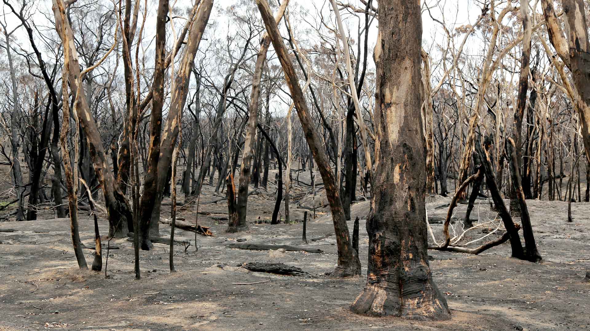 The burned landscape of Kangaroo Island in South Australia. January 2020, Australian Red Cross/Aysha Leo.
